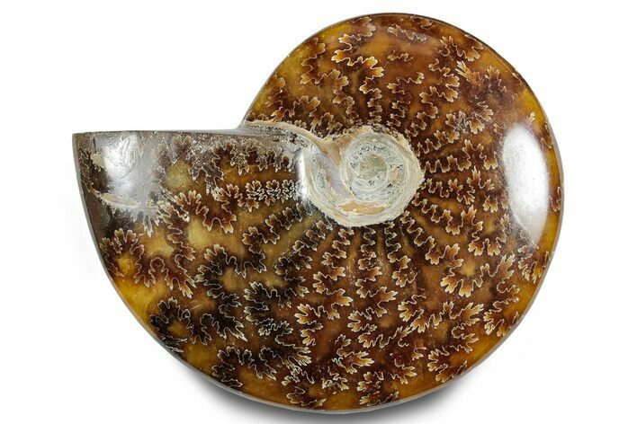 Polished Ammonite (Cleoniceras) Fossil - Madagascar #283342